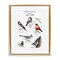 Stupell Industries North American Birds Chart Floating Frame By Heather Desormeaux